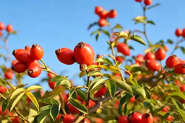 Why Is Rose Hip Extract Powder Popular in Beauty Supplements?